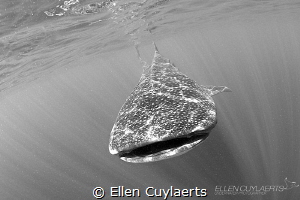 Whaleshark in Isla Mujeres, seemed to be carried by rays ... by Ellen Cuylaerts 